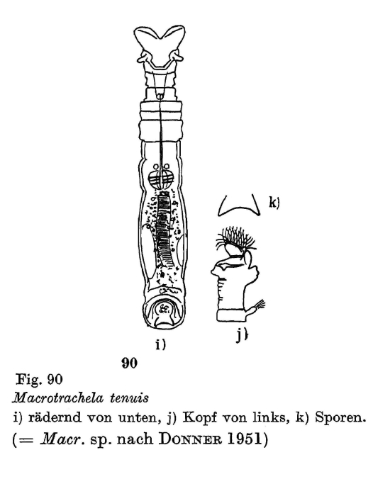 Macrotrachela tenuis - Original description image