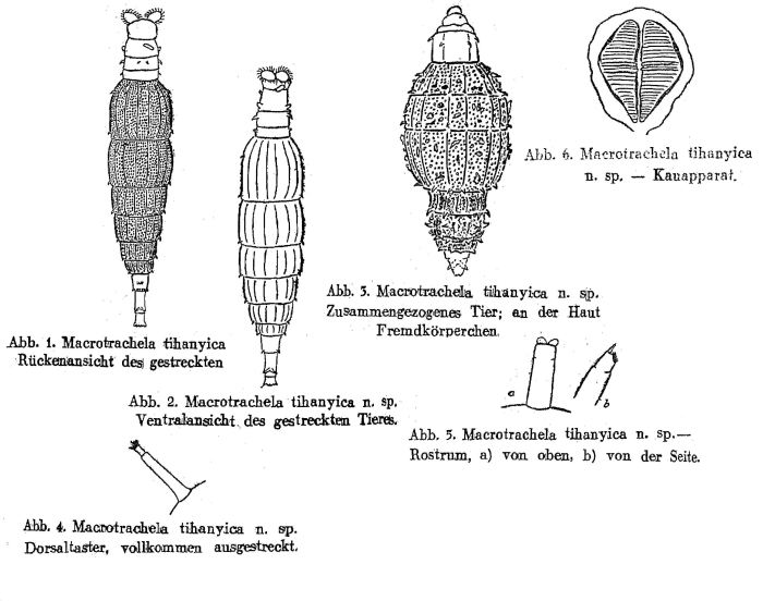 Macrotrachela tihanyica - Original description image