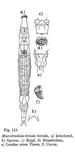 Macrotrachela timida
