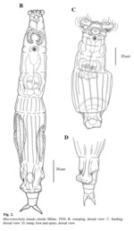 Macrotrachela timida