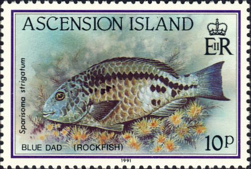 Sparisoma strigatum Sparisoma strigatum