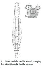 Macrotrachela timida - Original description image