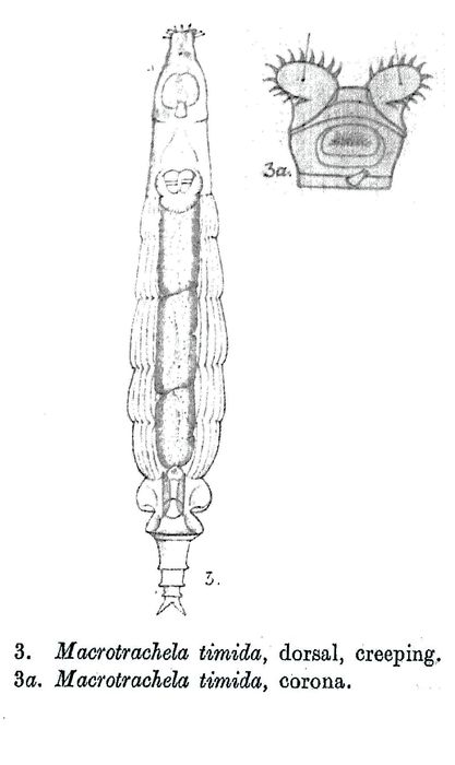 Macrotrachela timida - Original description image