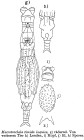 Macrotrachela timida inquies