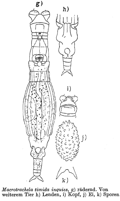 Macrotrachela timida inquies Macrotrachela timida inquies