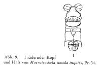 Macrotrachela timida inquies