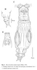Macrotrachela timida inquies