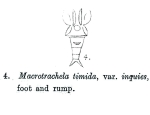 Macrotrachela timida inquies - Original description image