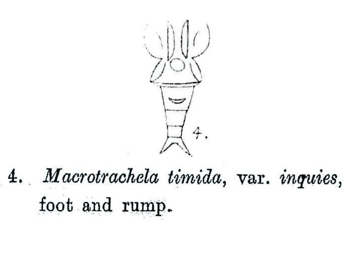 Macrotrachela timida inquies - Original description image