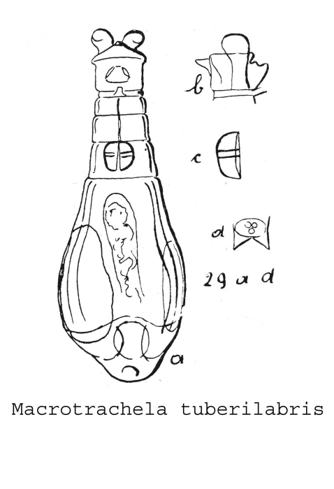 Macrotrachela tuberilabris Macrotrachela tuberilabris