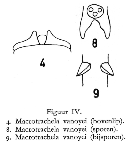 Macrotrachela vanoyei - Original description image