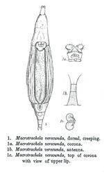 Macrotrachela verecunda - Original description image