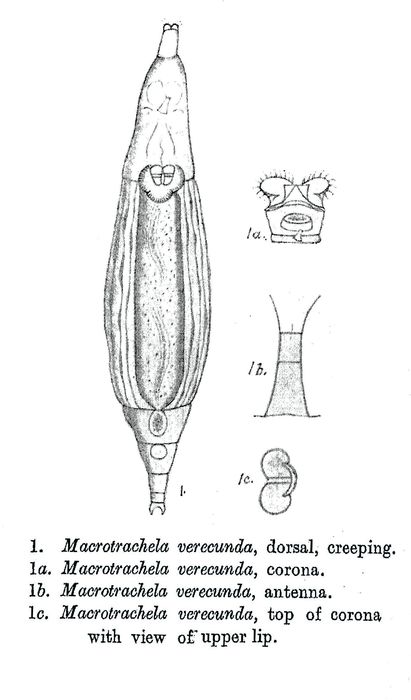 Macrotrachela verecunda - Original description image
