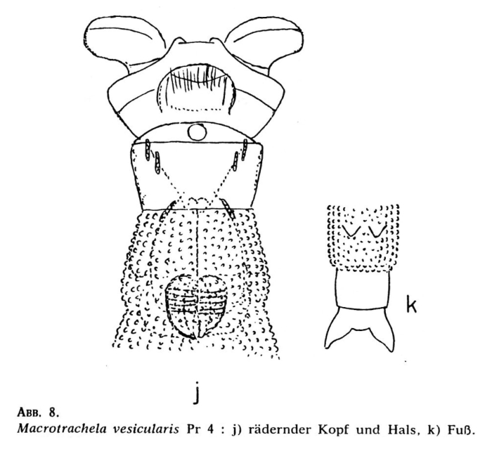 Macrotrachela vesicularis Macrotrachela vesicularis