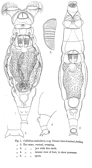 Macrotrachela vesicularis - Original description image