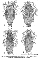 Macrotrachela zickendrahti