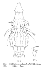 Macrotrachela zickendrahti