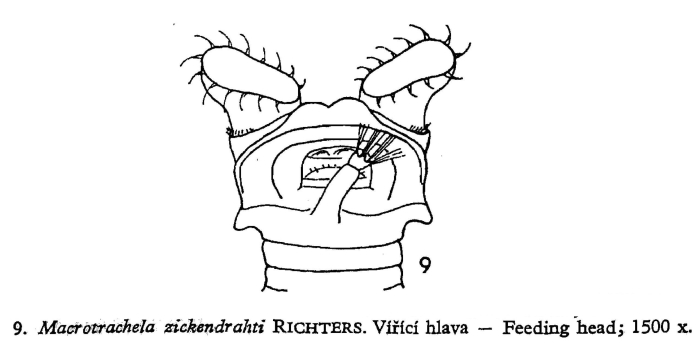 Macrotrachela zickendrahti Macrotrachela zickendrahti