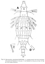 Macrotrachela zickendrahti