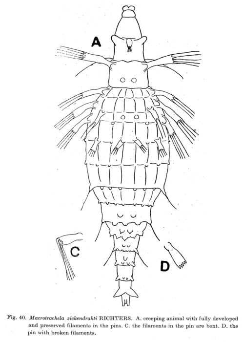 Macrotrachela zickendrahti Macrotrachela zickendrahti