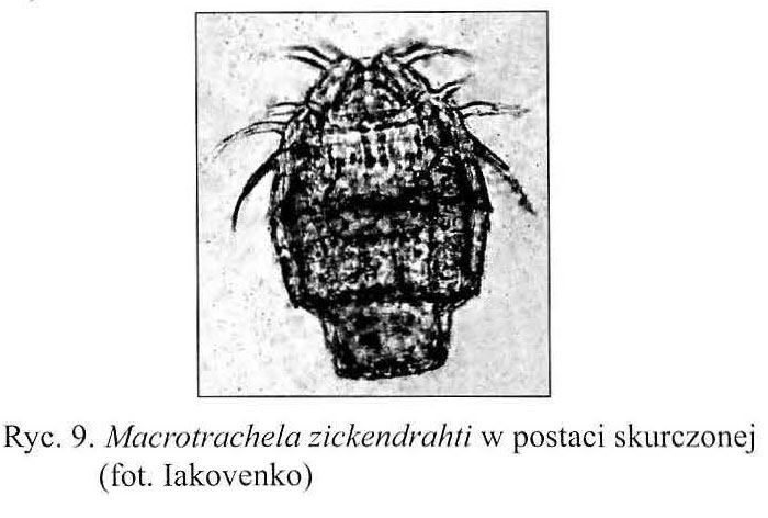 Macrotrachela zickendrahti Macrotrachela zickendrahti
