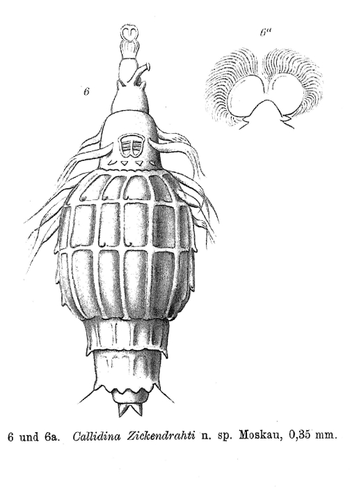 Macrotrachela zickendrahti Macrotrachela zickendrahti