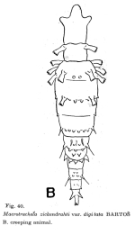 Macrotrachela zickendrahti digitata