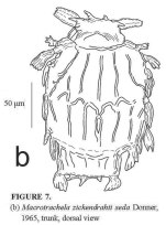 Macrotrachela zickendrahti seda