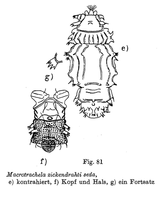 Macrotrachela zickendrahti seda Macrotrachela zickendrahti seda