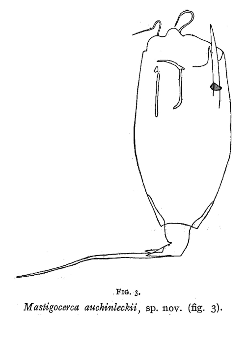 Mastigocerca auchinleckii - Original description image