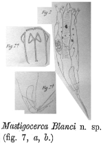 Mastigocerca blanci - Original description image