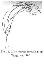 Mastigocerca curvata - Original description image