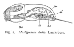 Mastigocerca dubia - Original description image