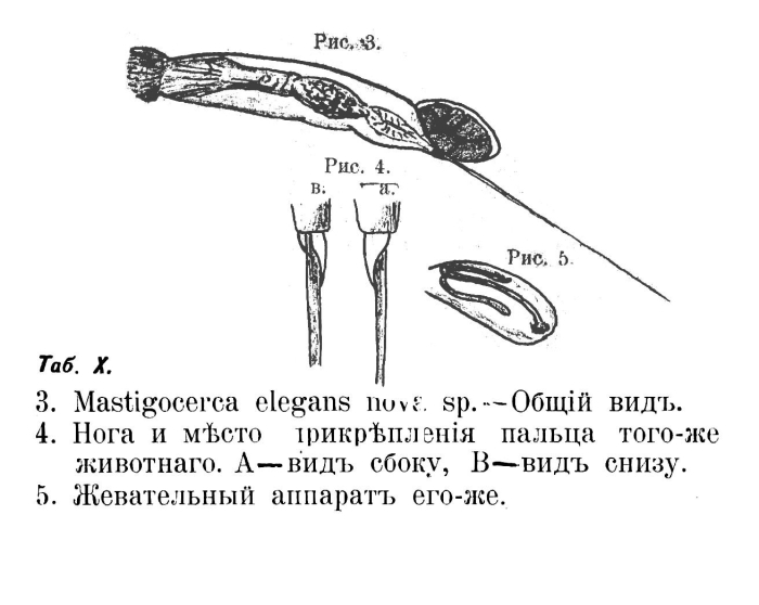Mastigocerca elegans - Original description image