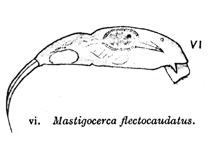 Mastigocerca flectocaudata - Original description image