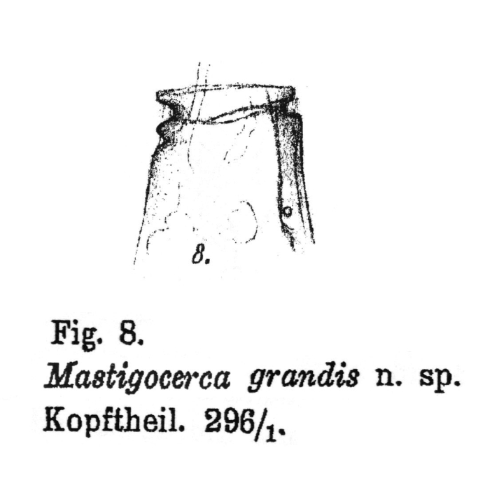 Mastigocerca grandis - Original description image