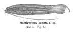 Mastigocerca hamata - Original description image