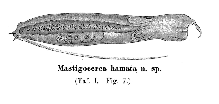 Mastigocerca hamata - Original description image