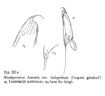 Mastigocerca hamata bologoensis - Original description image