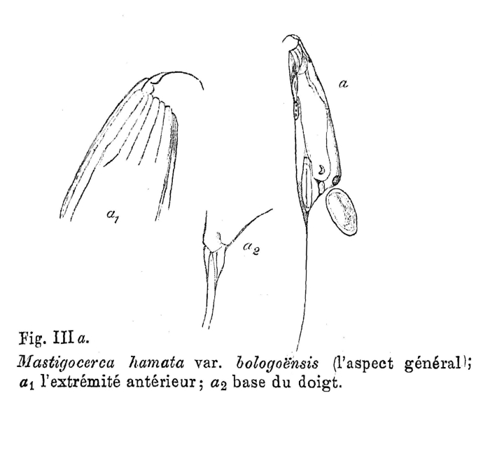 Mastigocerca hamata bologoensis - Original description image