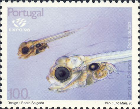 Sparus aurata (larve) Sparus aurata (larve)