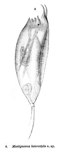 Mastigocerca heterostyla - Original description image