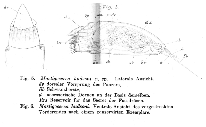 Mastigocerca hudsoni - Original description image