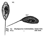 Mastigocerca rectocaudata - Original description image