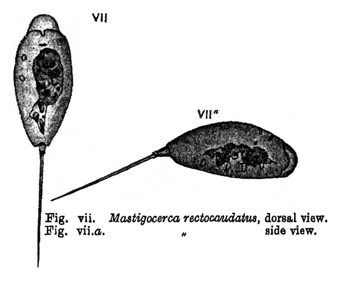Mastigocerca rectocaudata - Original description image