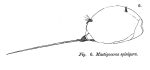 Mastigocerca spinigera