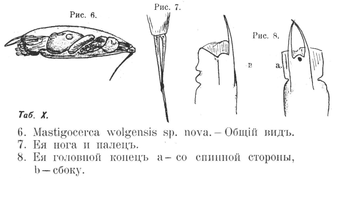 Mastigocerca wolgensis - Original description image