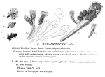 Megalotrocha alba