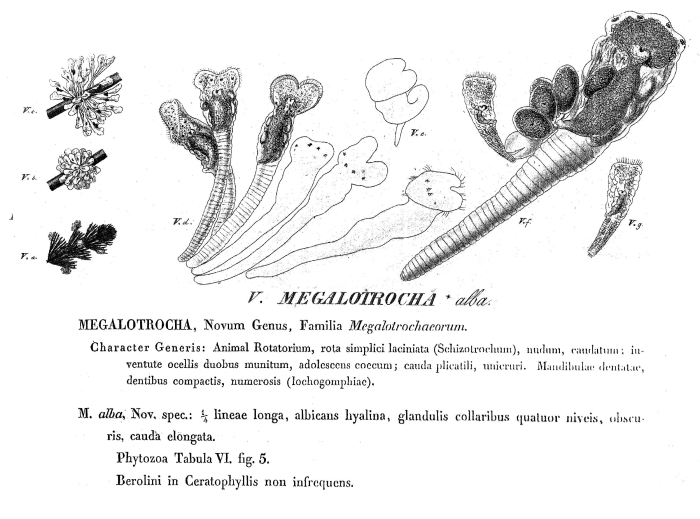 Megalotrocha alba Megalotrocha alba