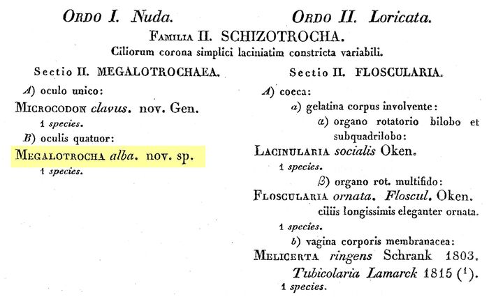 Megalotrocha alba - Original description image